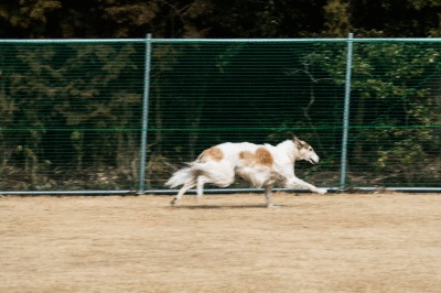 c0260264_1911456.gif