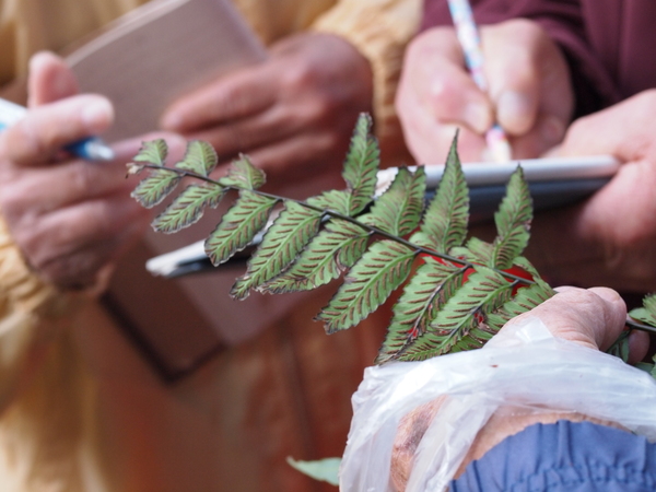 ９０翁先生の植物教室_b0135573_013943.jpg