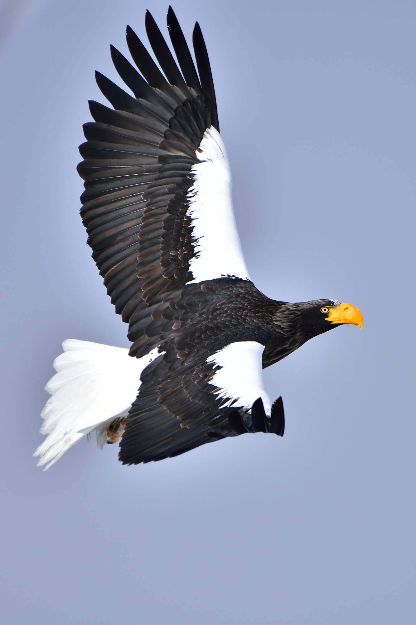 オオワシ（大鷲）/Steller\'s sea eagle_f0365975_07060018.jpg