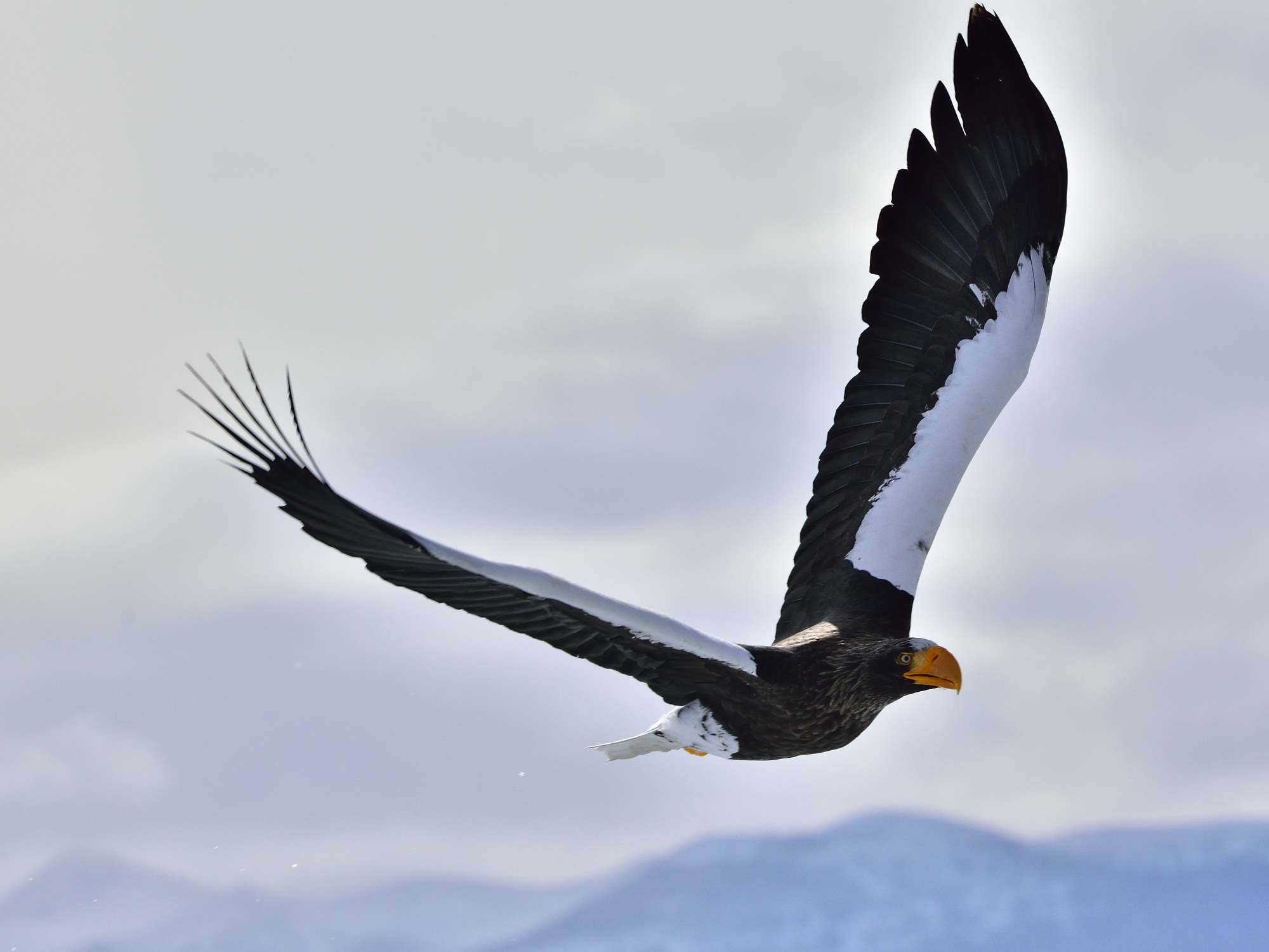 オオワシ（大鷲）/Steller\'s sea eagle_f0365975_07064606.jpg