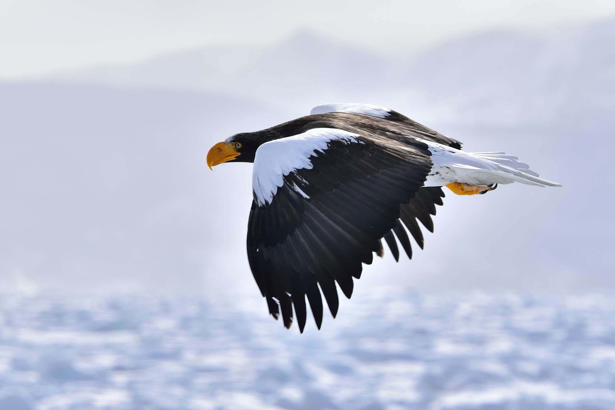 オオワシ（大鷲）/Steller\'s sea eagle_f0365975_07142734.jpg