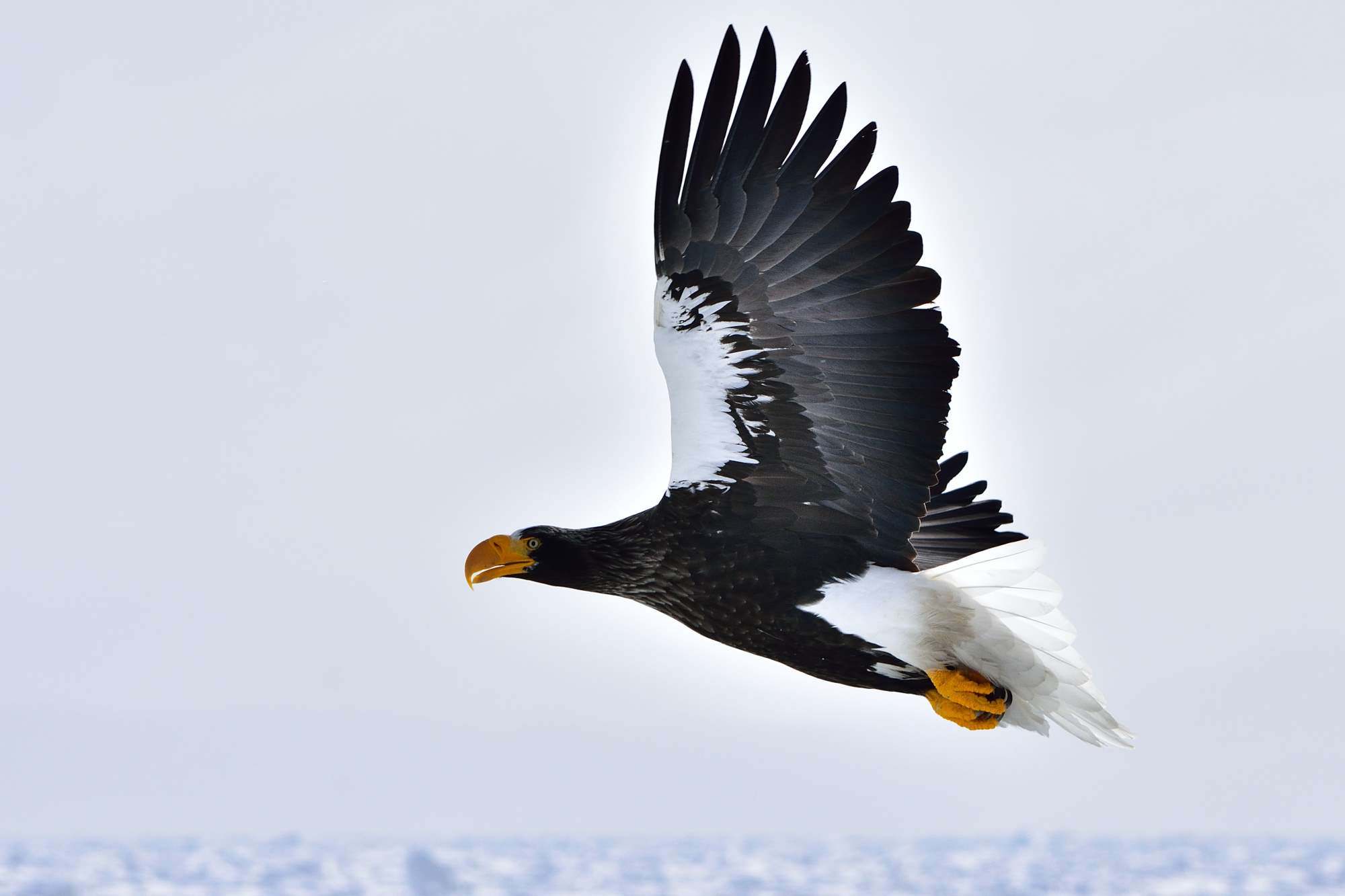 オオワシ（大鷲）/Steller\'s sea eagle_f0365975_07143357.jpg