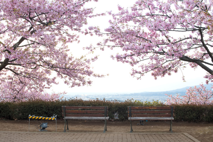 桜のベンチ。。。_d0181177_04143494.jpg