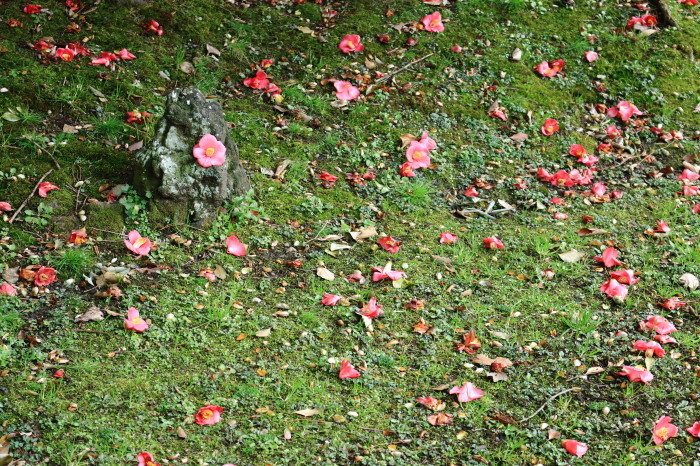 菜の花 浜離宮恩賜庭園_e0320384_11362834.jpg