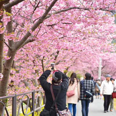 初めての河津桜を見に行こう。そしてランチは”あの場所”へ！！_d0114093_03081770.jpg