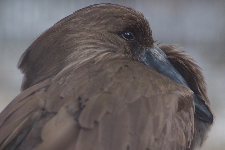 撞木鳥_b0016600_737397.jpg