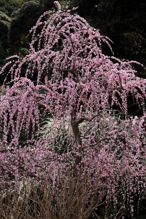 東日本で一番美しい枝垂れ梅が咲く花庭園（静岡県掛川市・龍尾神社）_b0291402_07573915.jpg