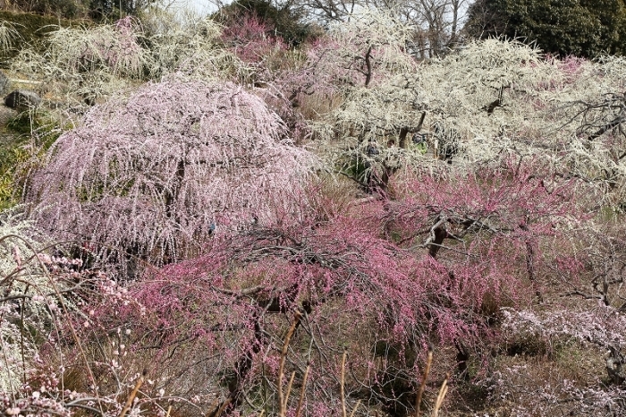 東日本で一番美しい枝垂れ梅が咲く花庭園（静岡県掛川市・龍尾神社）_b0291402_08102068.jpg