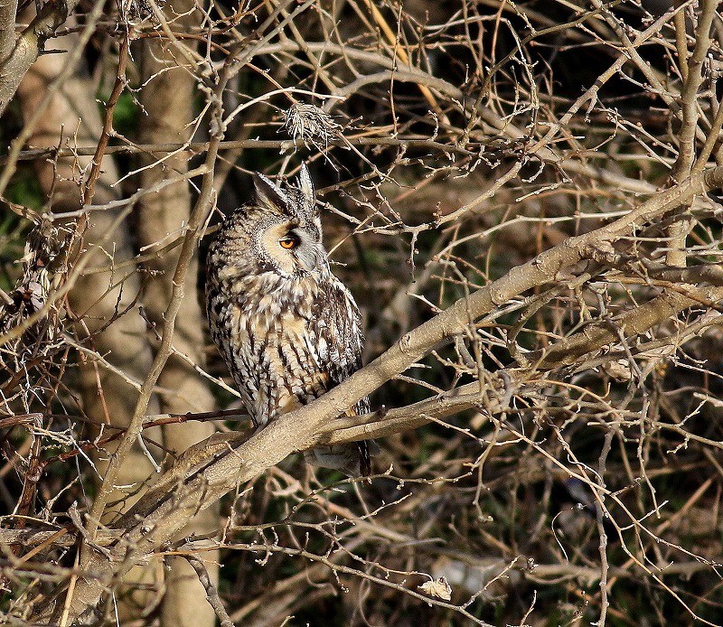 河川敷にトラフズクが4羽居た（その１）・・・_c0213607_18565632.jpg