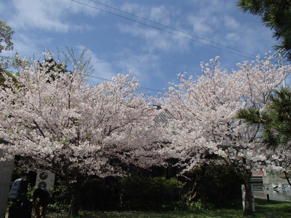 名勝和歌の浦　桜まつり_c0367107_16042594.jpg