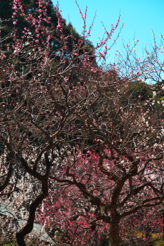 a0263109_10065273.jpg