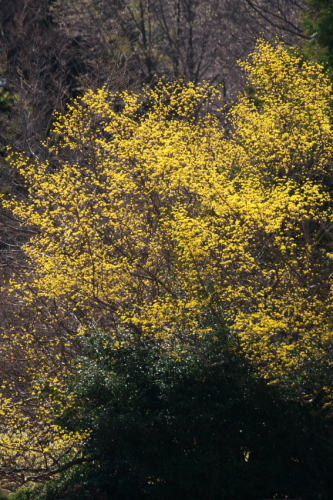 a0263109_10090676.jpg
