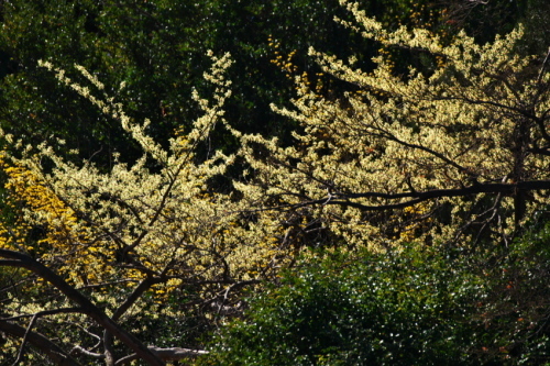 a0263109_10090706.jpg