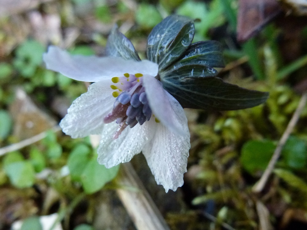 c0042418_14245504.jpg