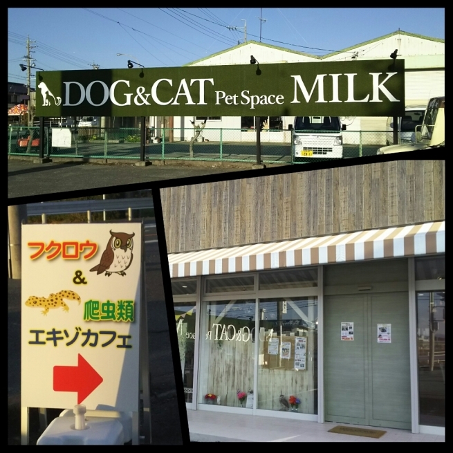 爬虫類カフェ ミルク 袋井市 My Favorite Days