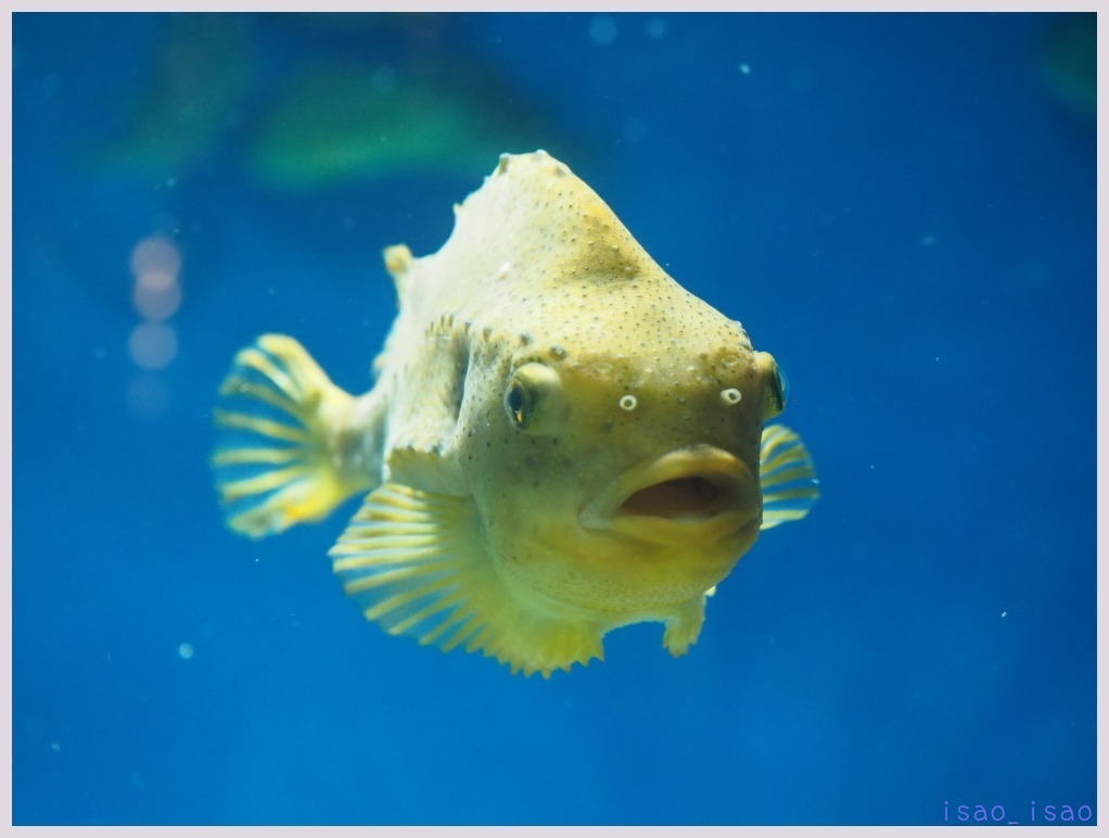 葛西臨海水族館-1　　　025）_c0068050_23204271.jpg