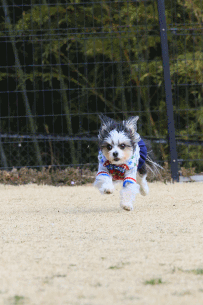 c0145250_09104686.gif