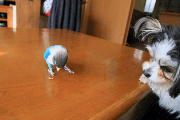 c0145250_09210917.gif