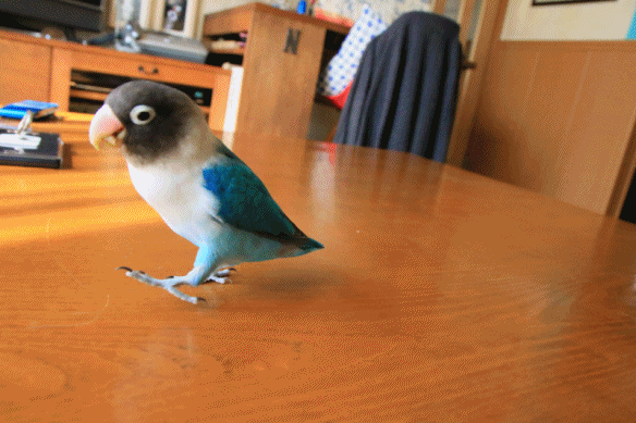 c0145250_09211499.gif