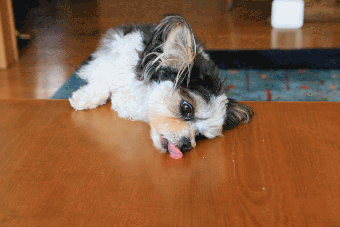 c0145250_09214379.gif