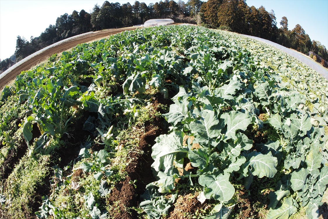 【Photo】THE FARM 農園リゾートの風景_b0008655_21134561.jpg
