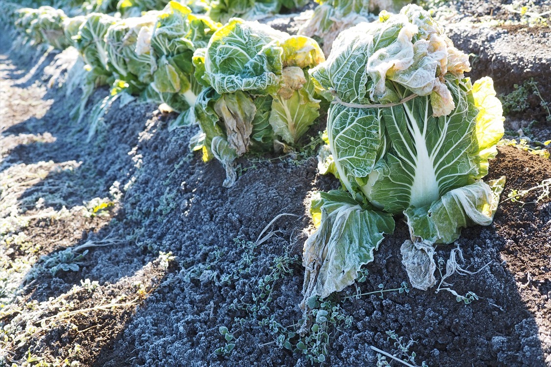 【Photo】THE FARM 農園リゾートの風景_b0008655_22013192.jpg