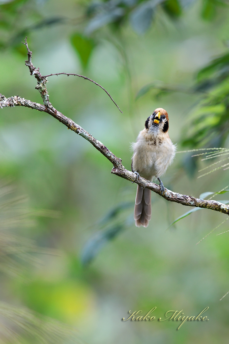 ・ミミグロダルマエナガ　Spot-breasted Parrotb_d0013455_17214664.jpg