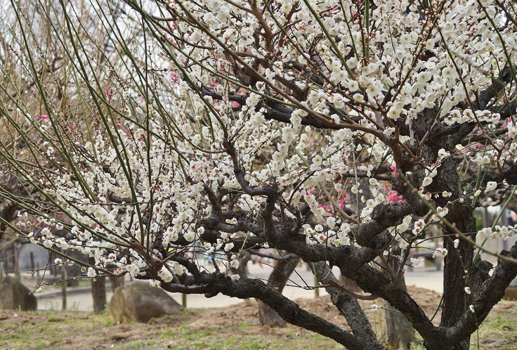 梅の木公園の梅とうさぎ 尼崎 たんぶーらんの戯言