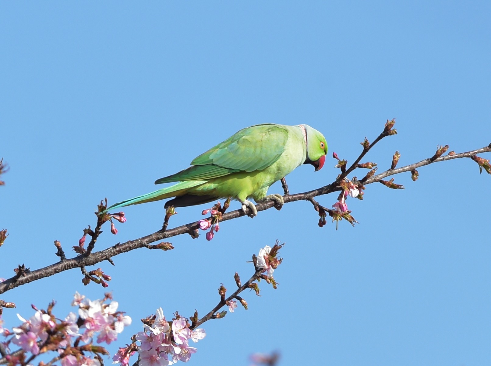 河津桜とインコ_c0205858_17002640.jpg