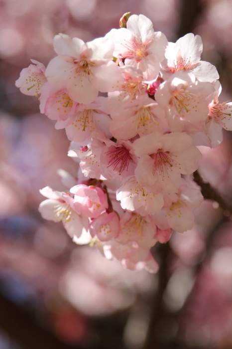 春を探して～♪お写んぽ散策　寒桜　新宿御苑　4_d0152261_22115391.jpg