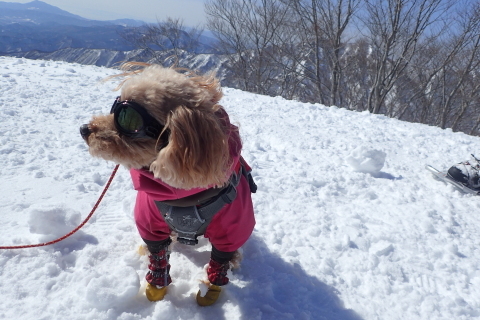 谷川岳バックカントリー_d0110562_21551081.jpg