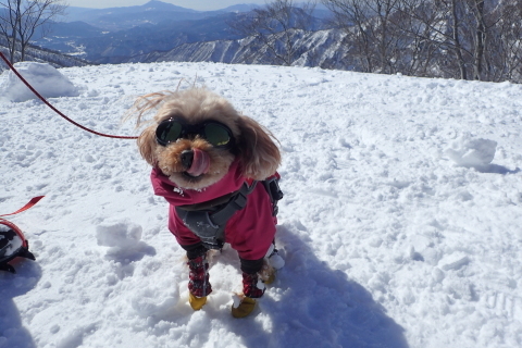 谷川岳バックカントリー_d0110562_21553292.jpg