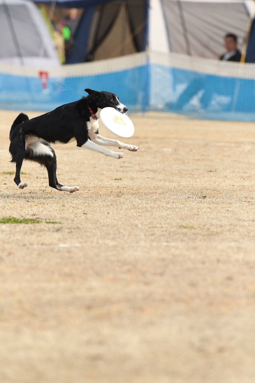 OPDES & K9 DISC@筑後広域公園 2017/03/05_d0230464_16445977.jpg