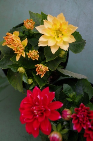 e0045768_21104048.jpg