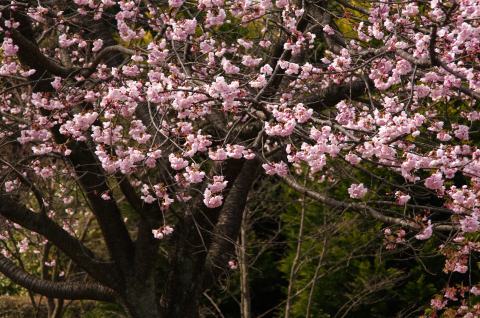 2/26、小田原フラワーガーデンの梅の花_e0045768_21112595.jpg