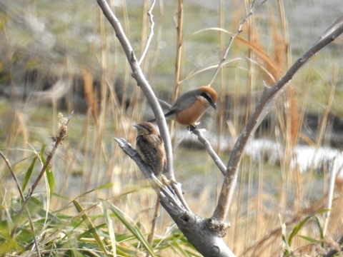 ★先週末の鳥類園（2017.3.4～5）_e0046474_17390760.jpg