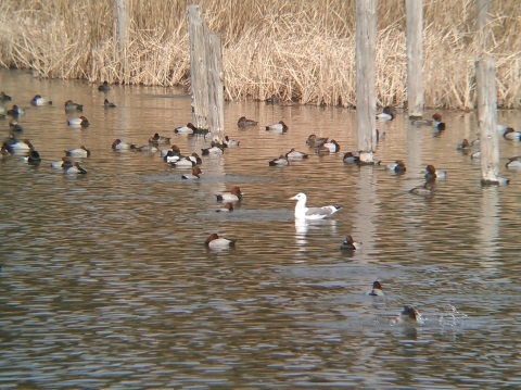 ★先週末の鳥類園(2017.3.4~5)_e0046474_18021908.jpg