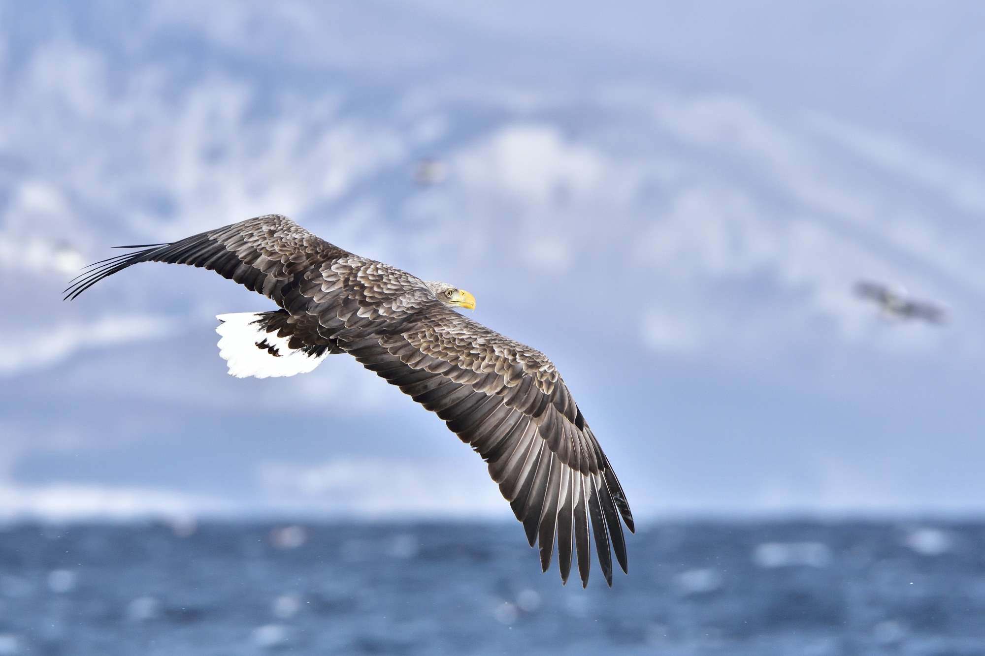 オジロワシ（尾白鷲）/White-tailed eagle_f0365975_00555009.jpg