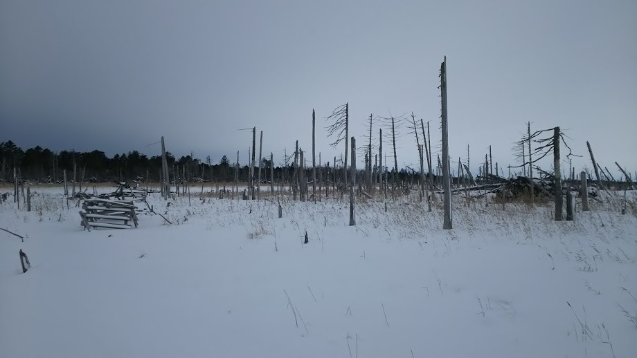 冬の北海道旅行　その21　(春国岱)_a0052080_13370172.jpg