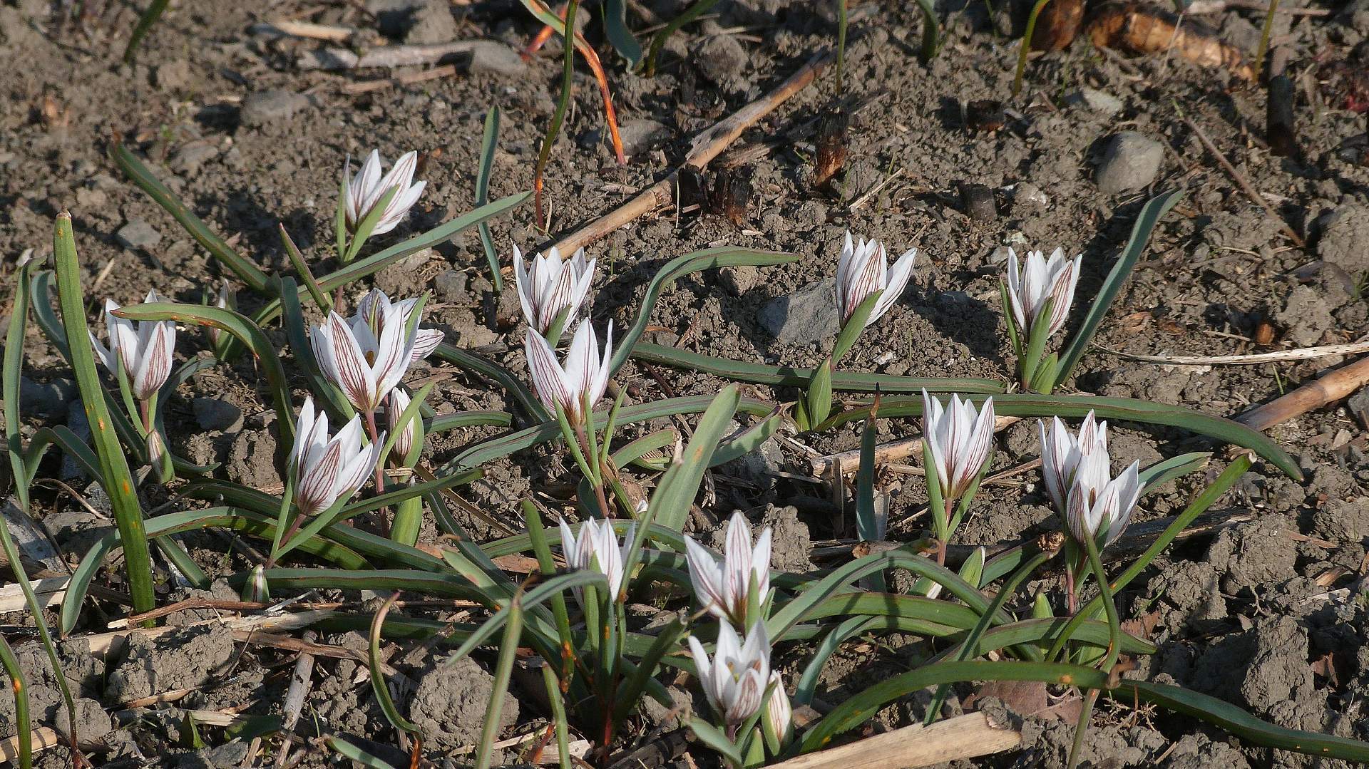 a0185081_15183077.jpg