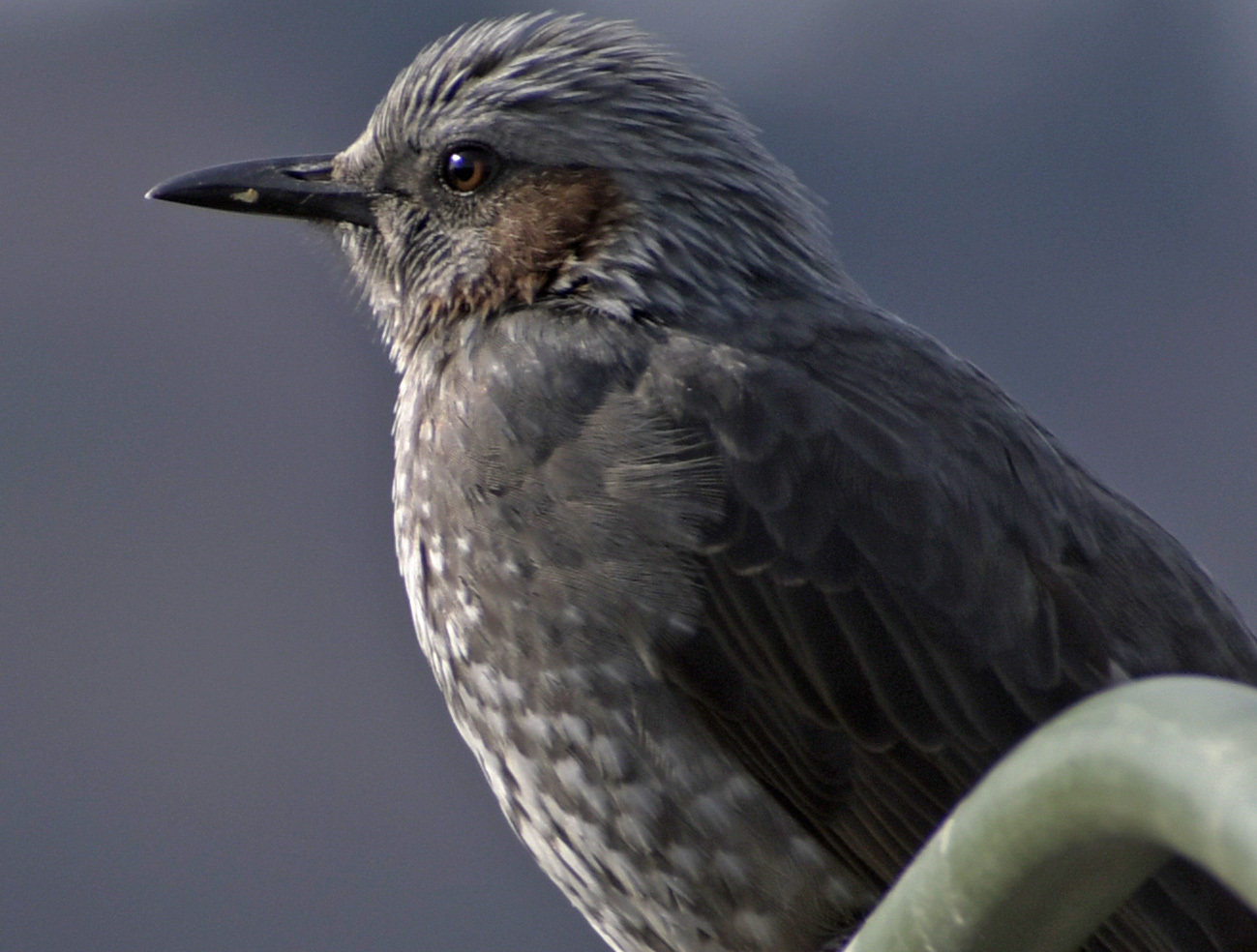 10/26まで！旅行・野鳥⭐超望遠レンズ⭐Nikon AF-P 70-300mm ☆美品☆Nikon AF 70-300mm f4-5.6D ED 超望遠レンズ② Amazon.co.jp