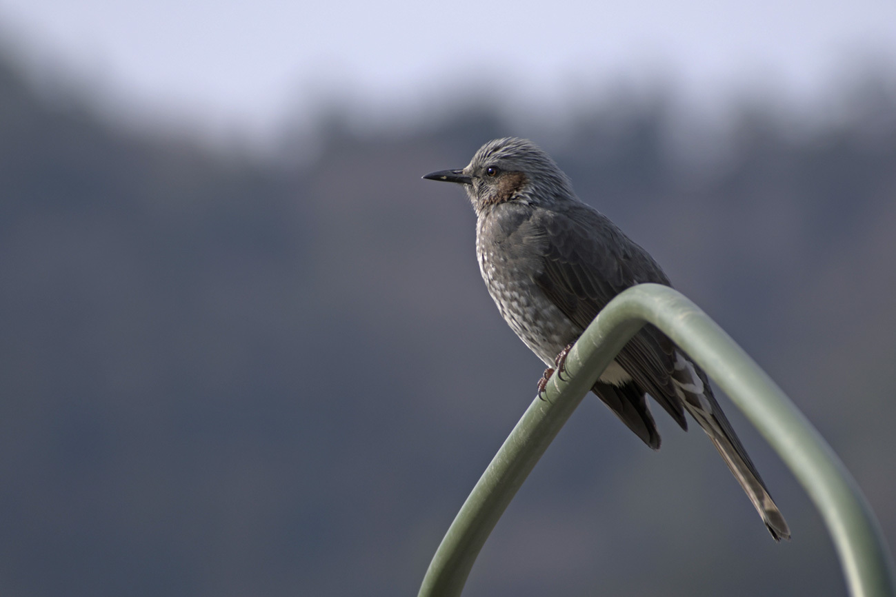 AF-P DX NIKKOR 70-300mm f/4.5-6.3G ED VRで野鳥を写す : フォトン AF-P DX NIKKOR 70-300mm f/4.5-6.3G ED VRで野鳥を写す : フォトン