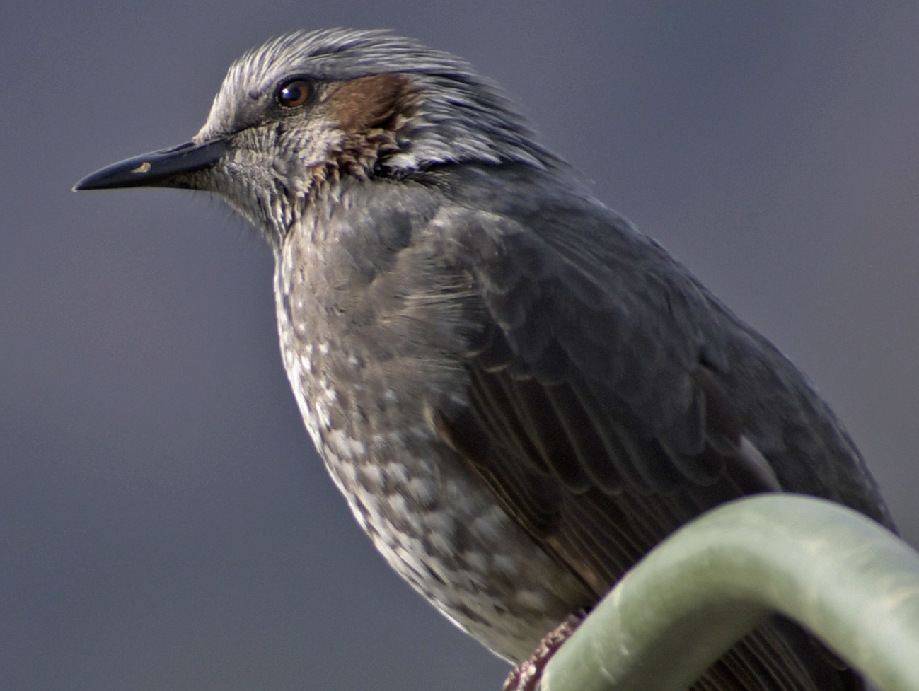 スポーツ・野鳥等に大活躍⭐超望遠レンズ⭐ Nikon AF-P 70-300mm 61D8a2wLJVL._AC_SY200_QL15_.jpg
