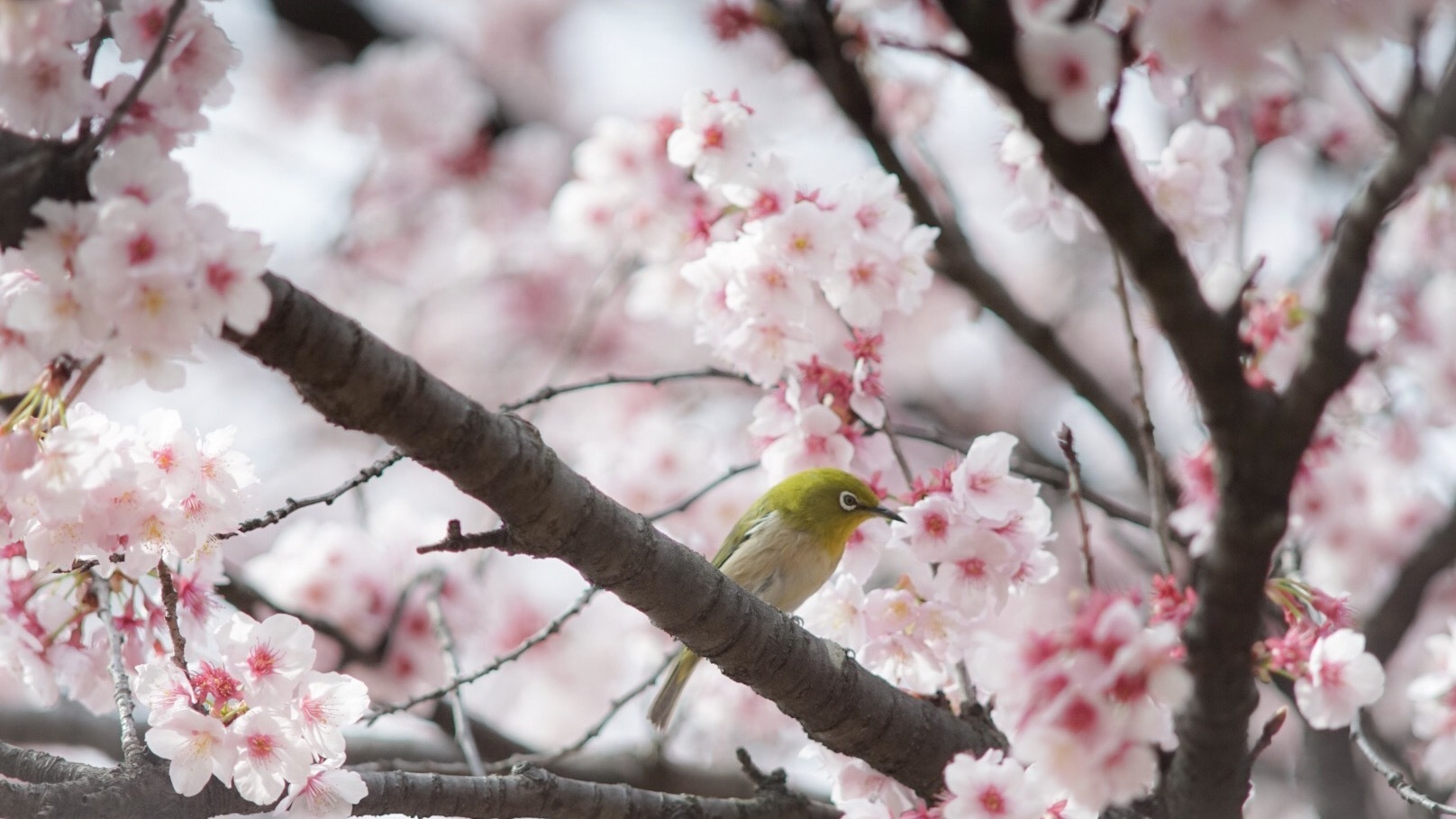 --- 行く先は近所の公園 ---_d0345384_18393431.jpg