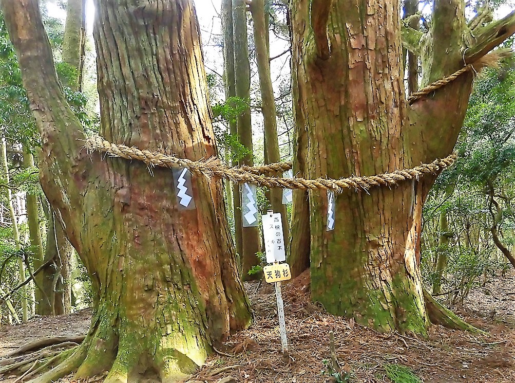 大原野森林公園のふくじゅそう 自然の中を歩きます