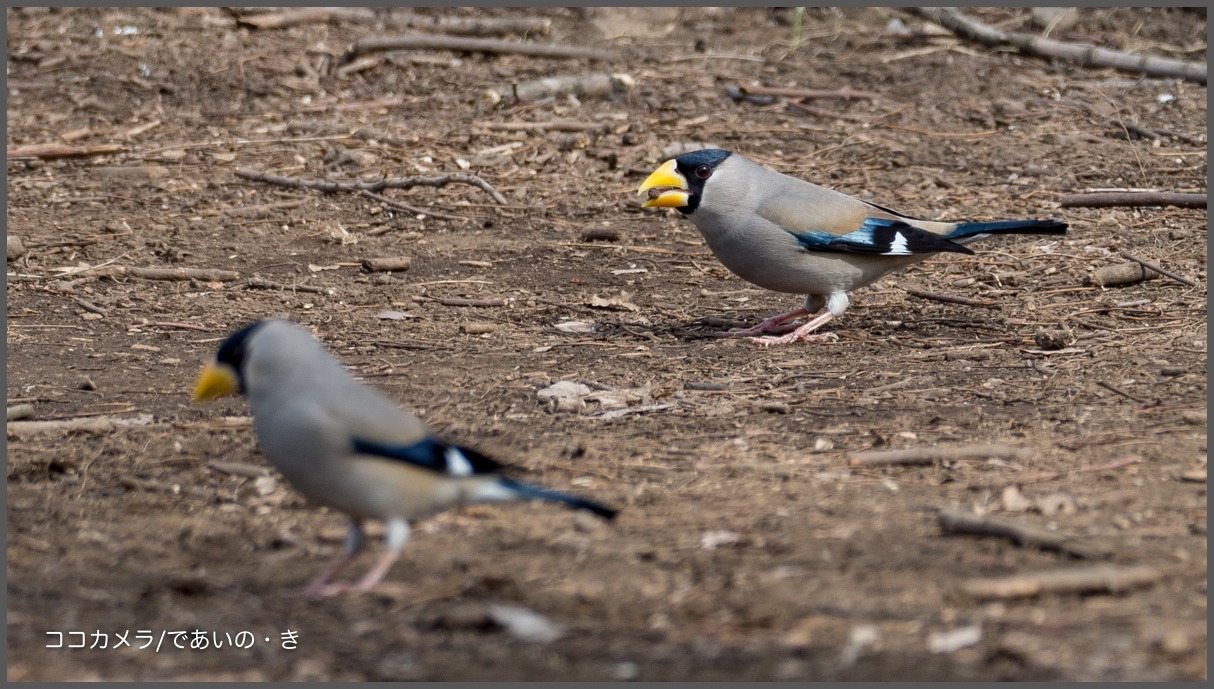 武蔵野公園-その①・イカル・シメ・アトリの群れ_c0336400_09540337.jpg