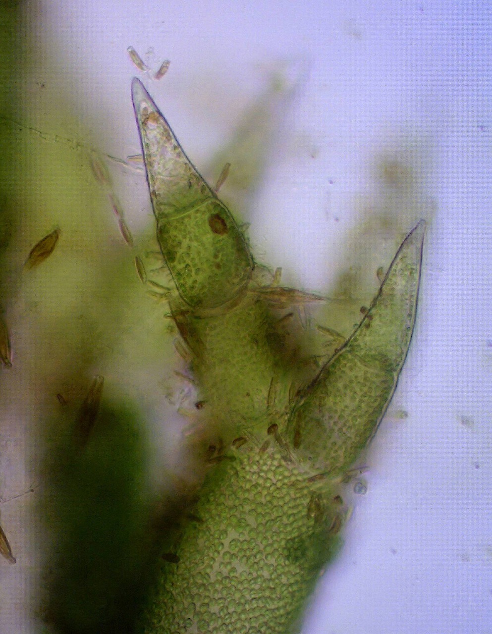 a0108105_21312163.jpg