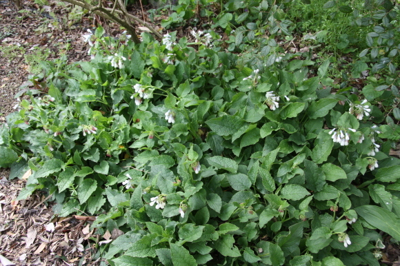a0139007_20081291.jpg