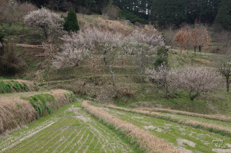 明日香細川　梅_d0342307_23122777.jpg