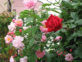 f0325309_17132172.jpg